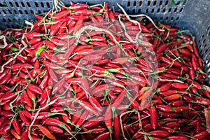 Hot red small chilli peppers for sale at Porto market (Mercado do Bolhao