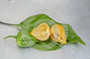 Hot Scotch Bonnet Pepper On Leaf