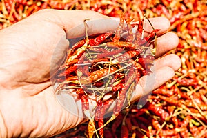 Hot and spicy Red Chilli on hand, Dried red chili, Pepper, Chillies as background for sale in a local food market, thai food , clo