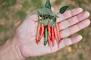 Hot and spicy Red Chilli on human hand, fresh red chili Pepper.