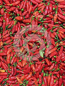 Hot Spicy Red Chilly Pepper