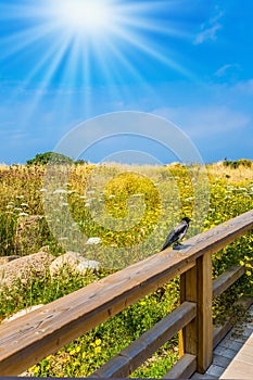 Hot spring sun illuminates a flowering meadow