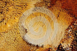 Hot Springs Algae, Mammoth Hot Spring, Yellowstone National Park, Wyoming, USA