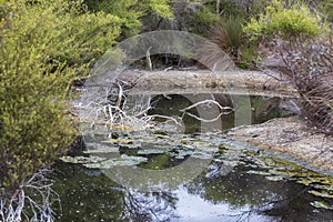 Hot springs at Turangi in New Zealand