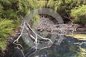 Hot springs at Turangi in New Zealand