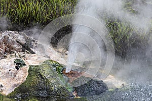 Hot springs at Waimangu geothermal park.