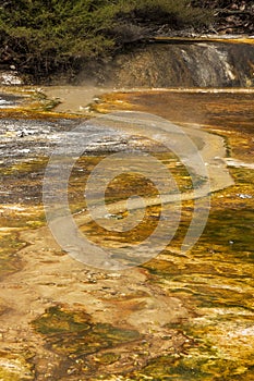 Hot springs at Waimangu geothermal park.