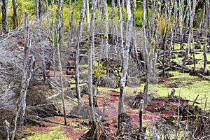 Hot springs at Waimangu geothermal park.