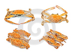 Hot steam crab seafood collection