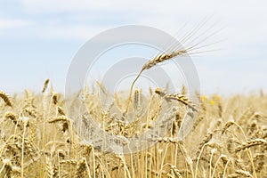 Hot summer afternoon in field. Close-up of ripe cereal ears, for seasonal background