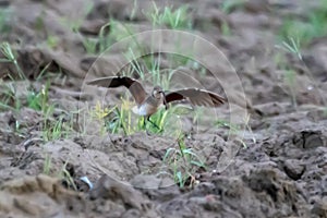 Hot summer bird pl flight early warning brooding area