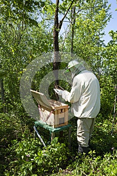 A beekeeper collects a swarm of bees that has escaped from a hive. photo