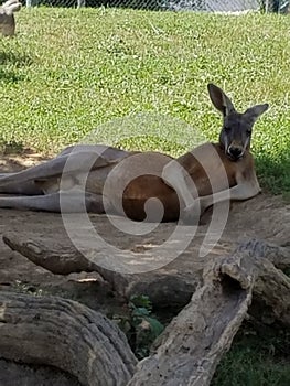 Chillin kangaroo photo