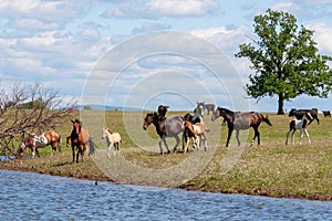 On a hot summer day, a herd of horses with foals goes to the watering site. Bashkiria