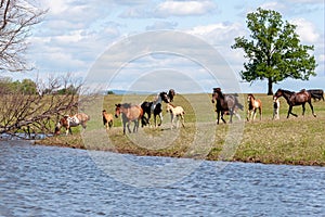 On a hot summer day, a herd of horses with foals goes to the watering site. Bashkiria