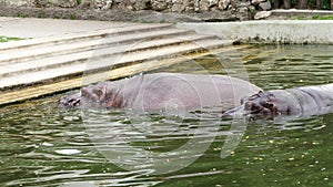 On a hot summer day, hippos bathe in the water, in the pool, in the zoo. Hippopotamus