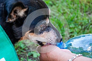 Hot summer day. Puppy feel thirsty in summer. Dog thirst at hot weather. Drinking water. Refreshing drink. Thirsty dog drinking