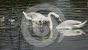 A reflection of the Swan family in the mirror of the lake photo