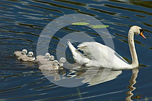 Swan family at Lake Shirven in Lithuania photo
