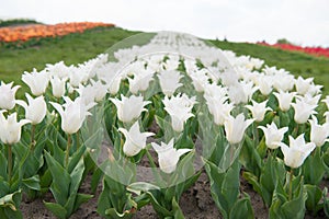 Hot summer. nature beauty and freshness. Growing tulips for sale. plenty of flowers for shop. tulip blooming in spring
