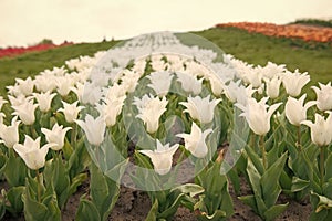 Hot summer. nature beauty and freshness. Growing tulips for sale. plenty of flowers for shop. tulip blooming in spring