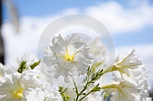 Hot summer. Petunia in the garden. plant grow in greenhouse. Closeup Petunia flowers on sunny blue sky background. flower in a pot