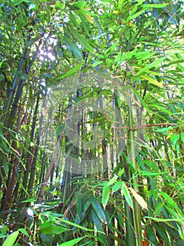 The summer sun through bamboo plants