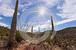 Hot sun over Saguaro NP near Tucson Arizona US