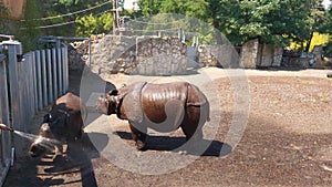 On a hot sunny day, rhinos are poured with water in the park.