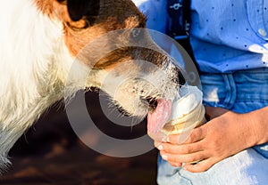 On hot sunny summer day dog eating ice-cream from hands of young owner