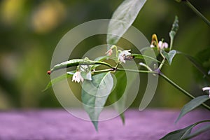 Hot Thai Chilly with insect pollinating in spring