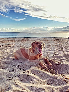 Hot and tired Labrador retriever dog on beach