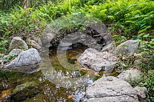 Hot water pond in the national park forest