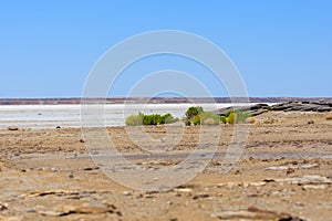 Hot white glowing landscape Lake Eyre South Australia with green grove in foreground