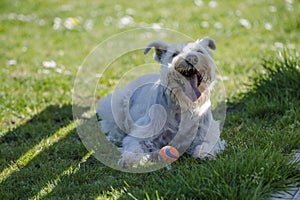 A hot white Schnauzer mix rests in the shade