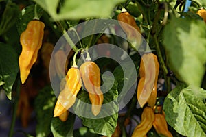 Fatalii Yellow Peppers