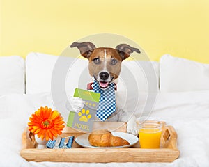 Hotel room service wtih dog