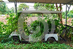 The hotel`s abandoned electric cars are overgrown with greenery. It`s not touristy season