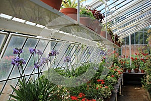 Hothouse with blooming geranium in different colours.