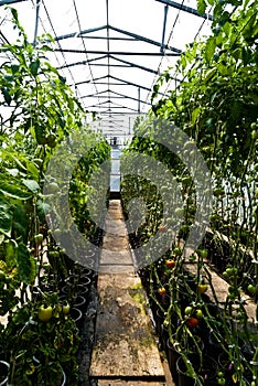 Hothouse tomatoes photo