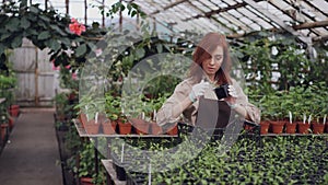 Hothouse worker in apron is collecting pots with seedlings, looking at them and putting in plastic box. Growing plants