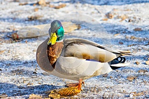 Hoto wild ducks. Place for your text