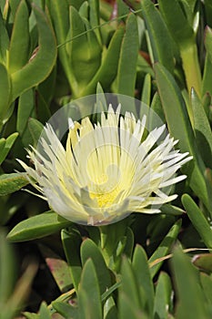 Hottentot Fig