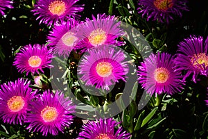 `Hottentot fig` is a succulent plant with fuchsia flowers and its scientific name is Carpobrotus of the Aizoaceae family photo