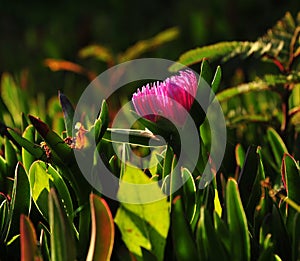 Hottentot plant