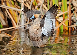 Hottentot Teal