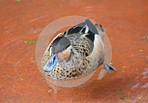 Hottentot Teal Duck Anas hottentota Ducks