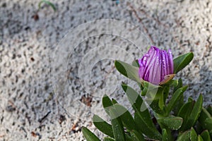 Hottentots fig with a dew in the morning