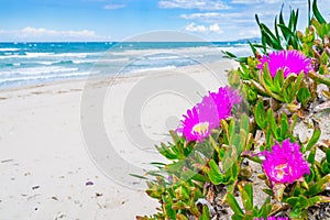 Hottentots Fig flowers by the sea in Platamona beach