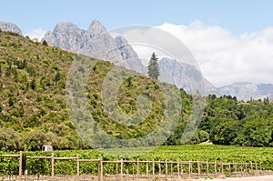 Hottentots-Holland Mountains towering above vineyards